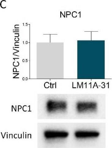 Niemann-Pick C1 Antibody - BSA Free