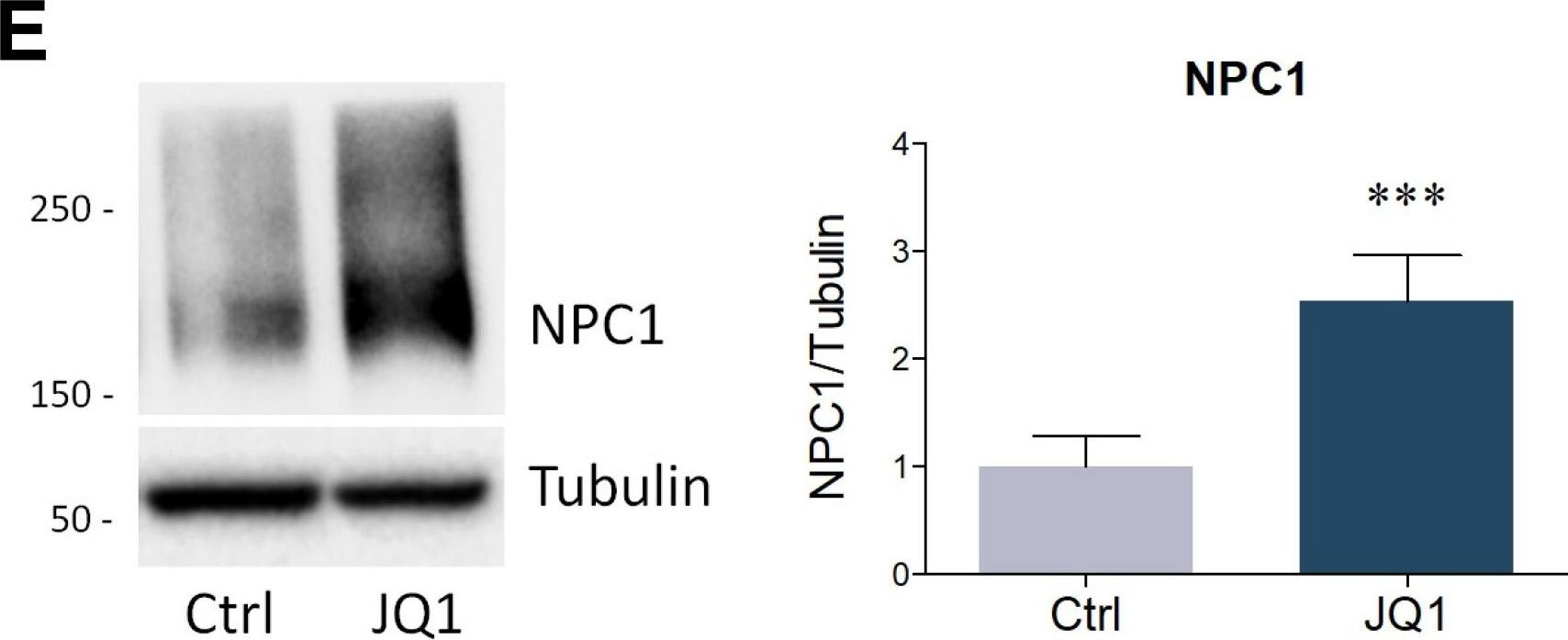 Niemann-Pick C1 Antibody - BSA Free