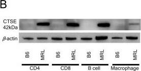 Cathepsin E Antibody