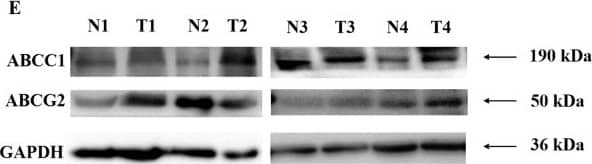 MRP1 Antibody (IU2H10) - BSA Free