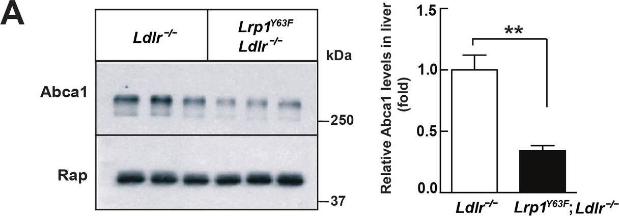 ABCA1 Antibody (3A1.891.3)