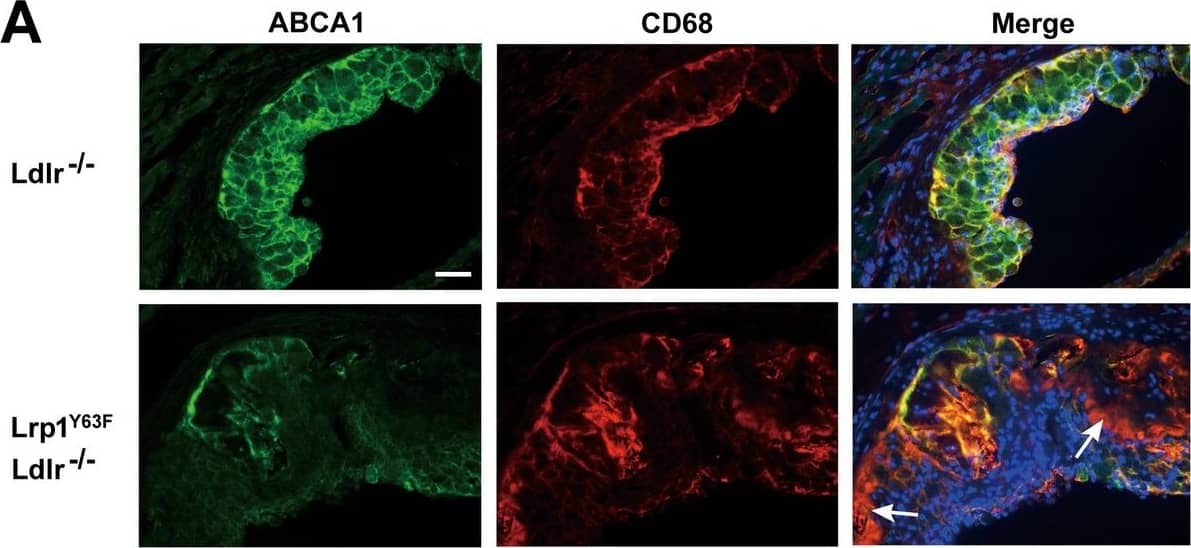 ABCA1 Antibody (3A1.891.3) - BSA Free