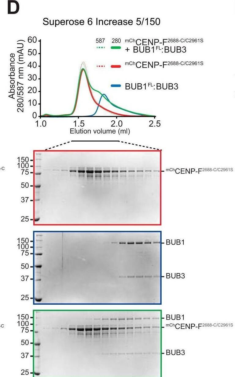CENPF Antibody - BSA Free