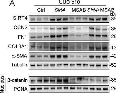 PCNA Antibody (PC10) - BSA Free