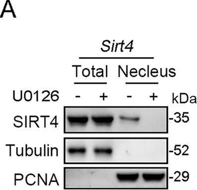 PCNA Antibody (PC10) - BSA Free