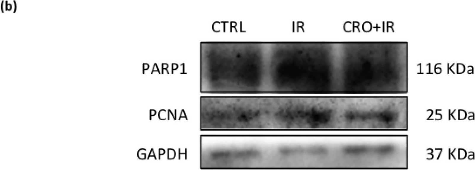 PCNA Antibody (PC10) - BSA Free