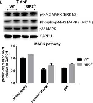 p38 alpha [p Thr180, p Tyr182] Antibody