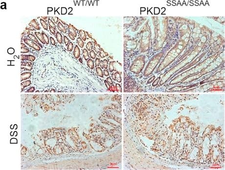 Ki67/MKI67 Antibody - BSA Free