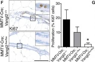 Ki67/MKI67 Antibody - BSA Free