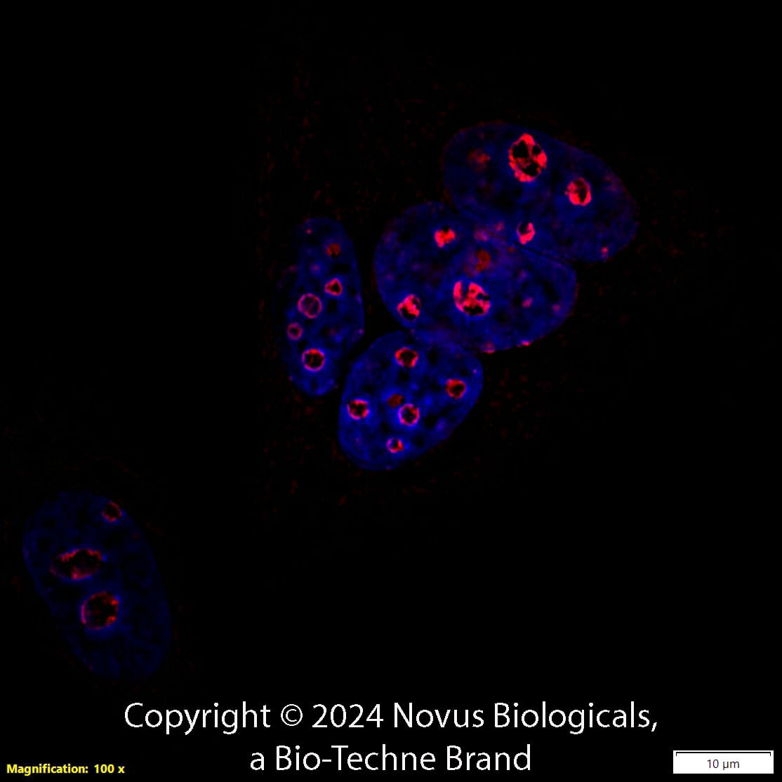 Ki67/MKI67 Antibody [Biotin]