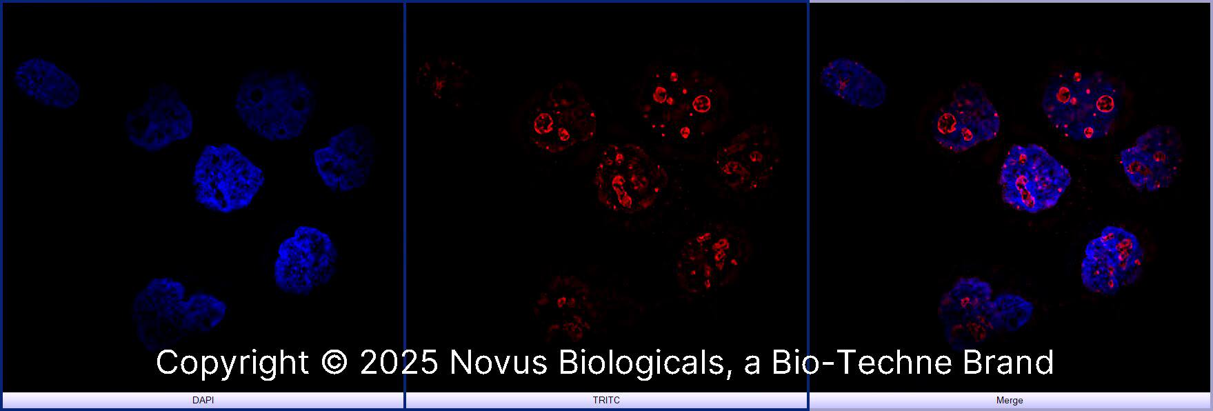 Ki67/MKI67 Antibody [Biotin]