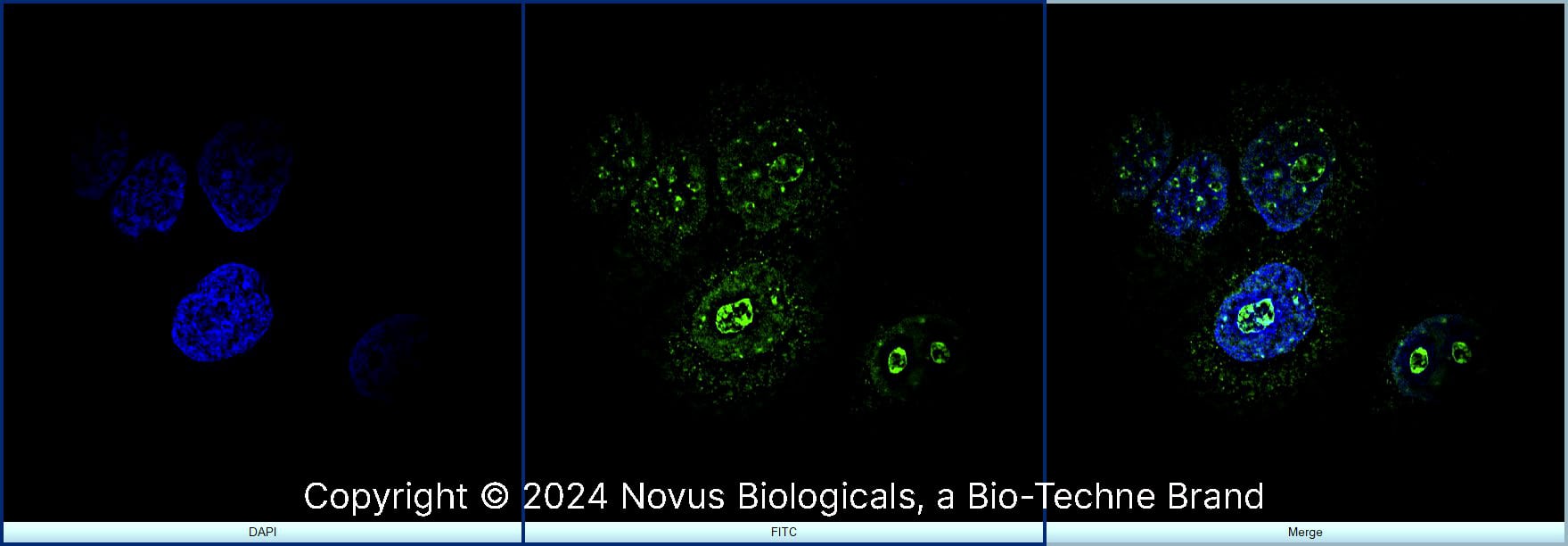 Ki67/MKI67 Antibody [DyLight 488]