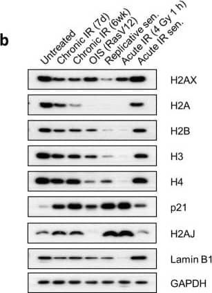 Histone H3 Antibody - BSA Free