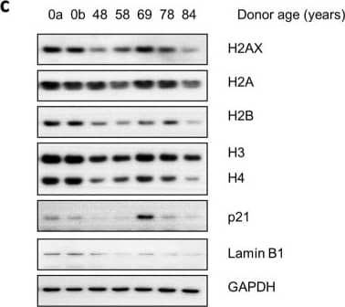 Histone H3 Antibody - BSA Free