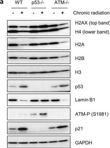 Histone H3 Antibody - BSA Free