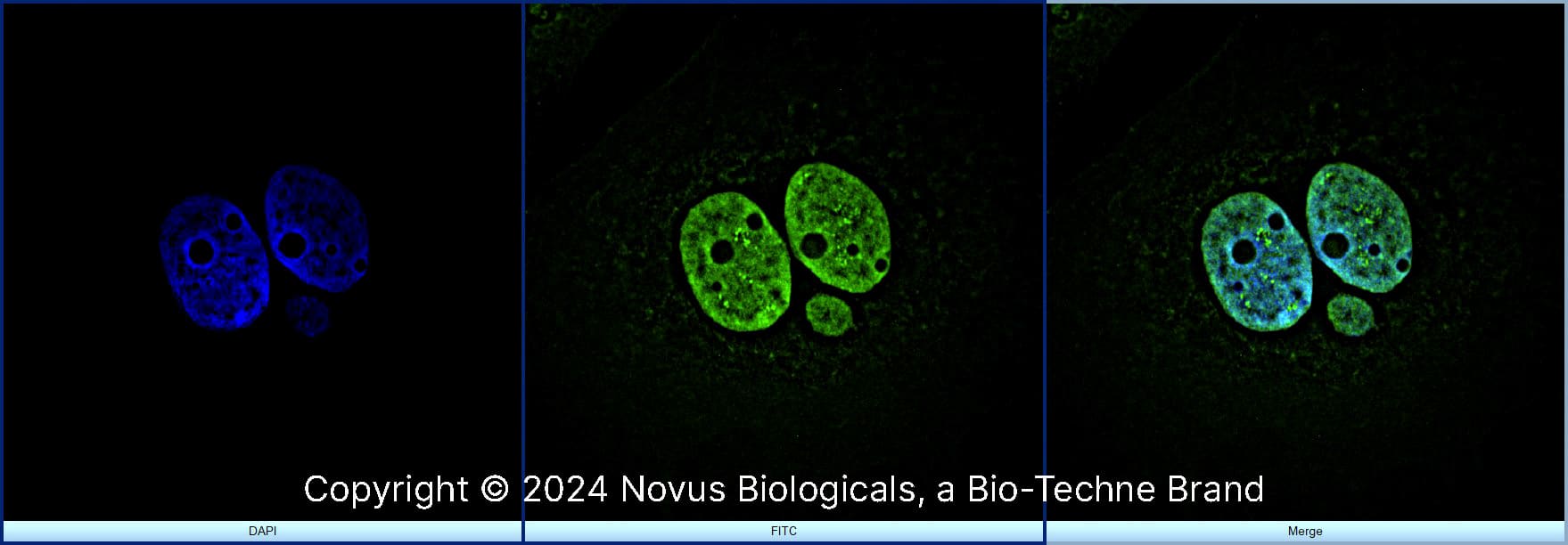 Histone H3 Antibody [FITC]