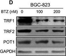 POT1 Antibody