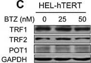 POT1 Antibody