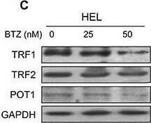 POT1 Antibody