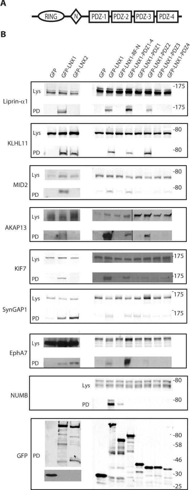 Numb Antibody - BSA Free