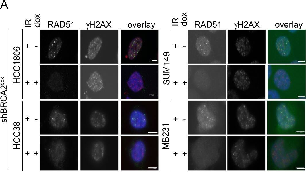 TPX2 Antibody