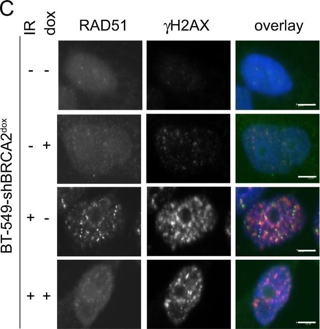 TPX2 Antibody