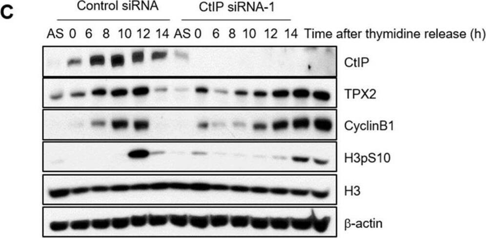 TPX2 Antibody - Azide and BSA Free