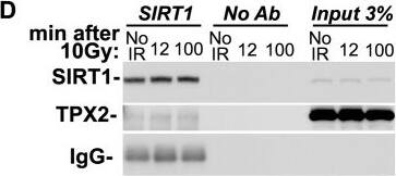 TPX2 Antibody