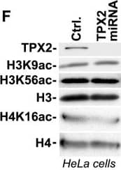 TPX2 Antibody