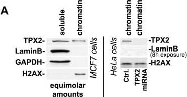 TPX2 Antibody