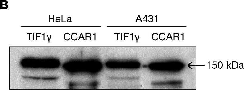CCAR1 Antibody
