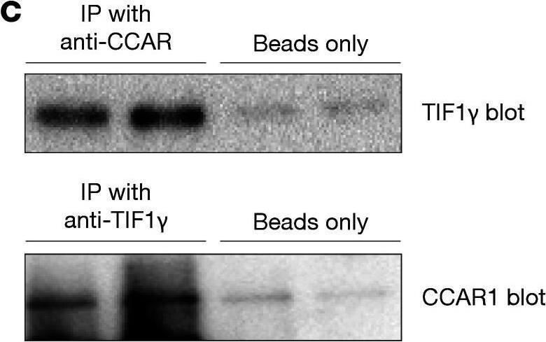 CCAR1 Antibody
