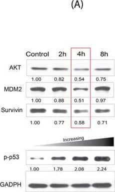 Survivin Antibody - BSA Free