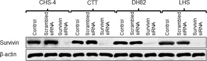 Survivin Antibody - BSA Free