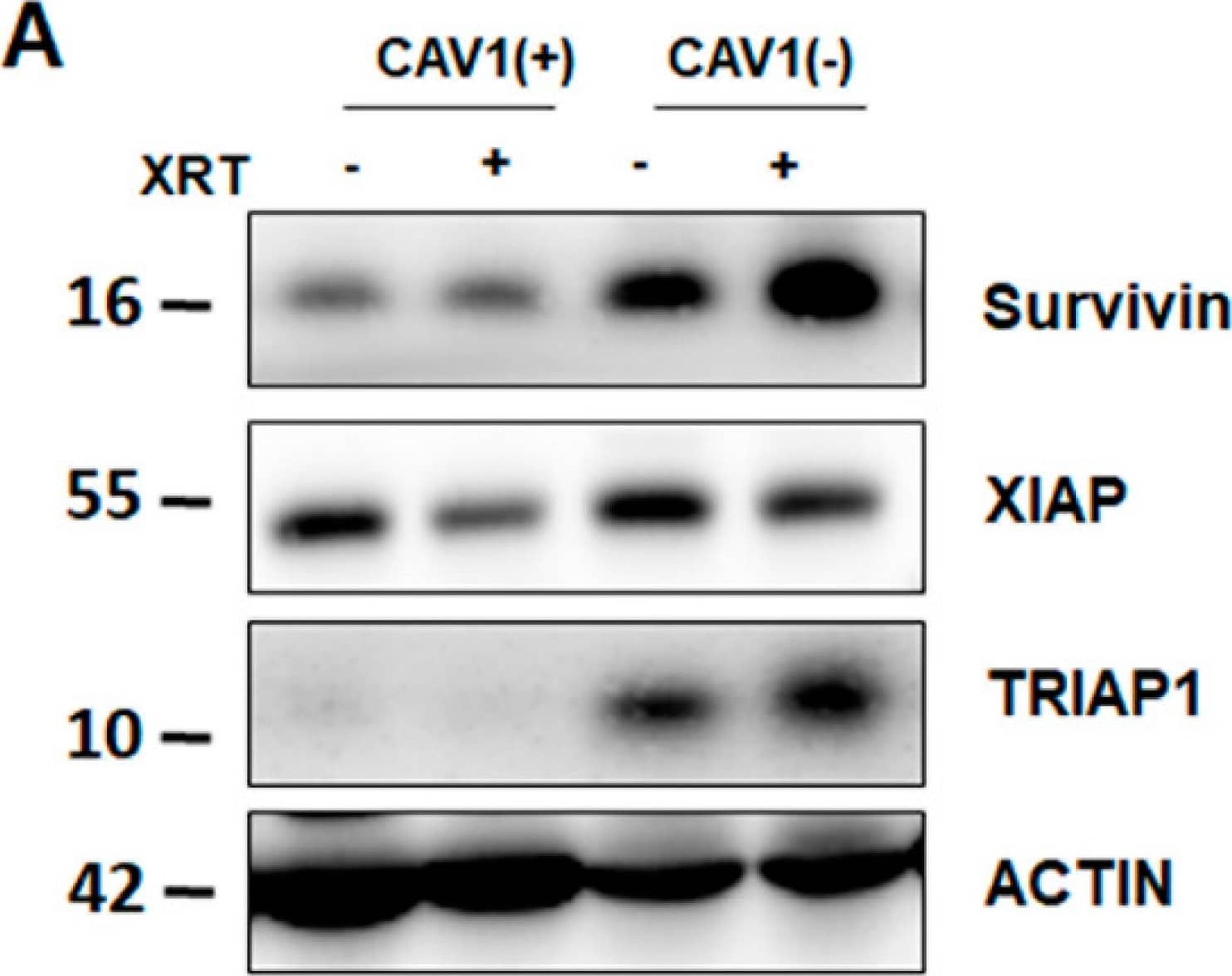 Survivin Antibody - BSA Free