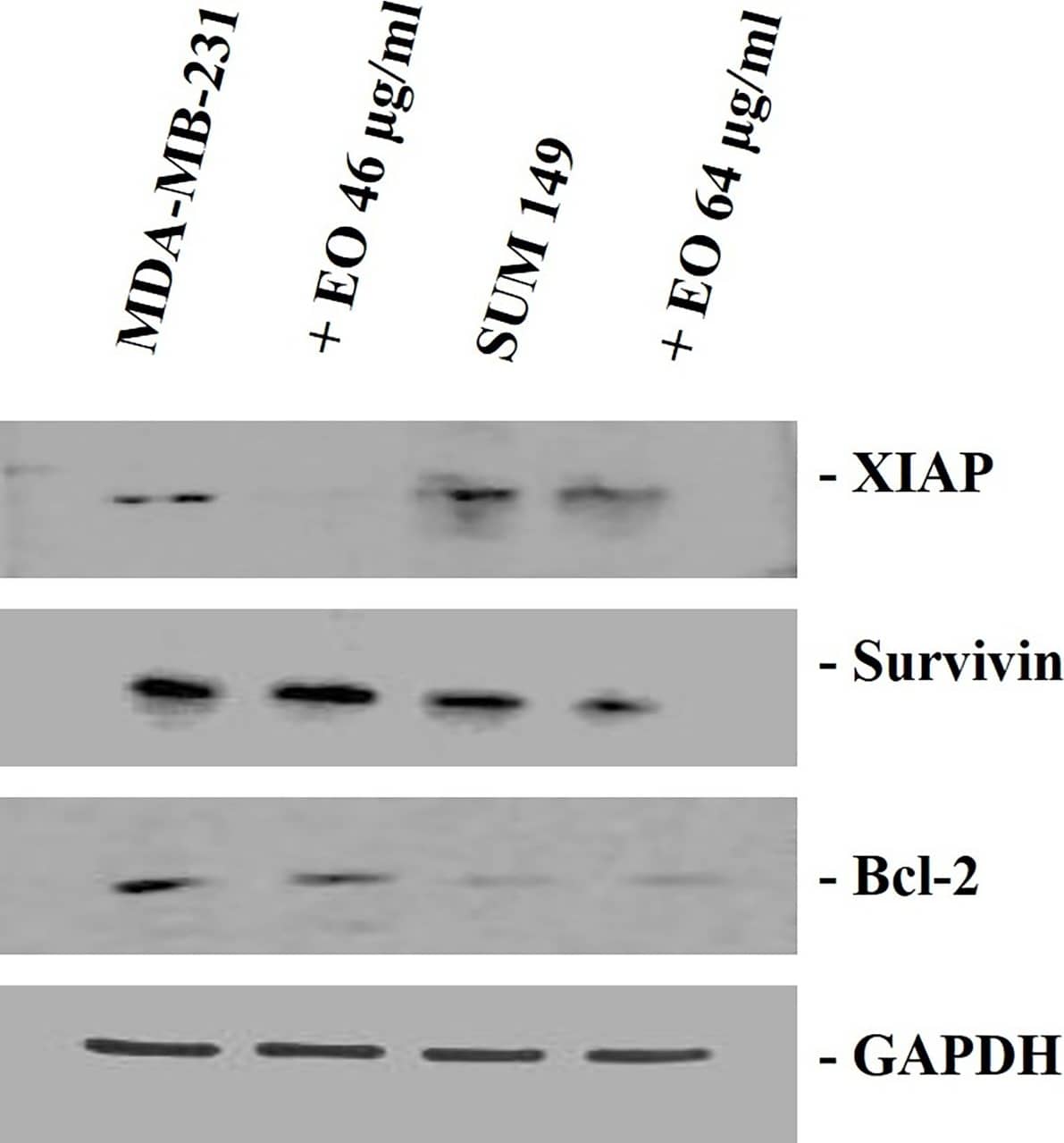 Survivin Antibody - BSA Free