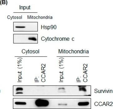 Survivin Antibody - BSA Free