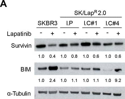 Survivin Antibody - BSA Free