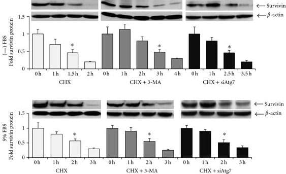 Survivin Antibody - BSA Free