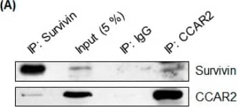 Survivin Antibody - BSA Free