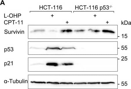 Survivin Antibody - BSA Free