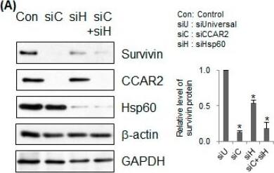 Survivin Antibody - BSA Free