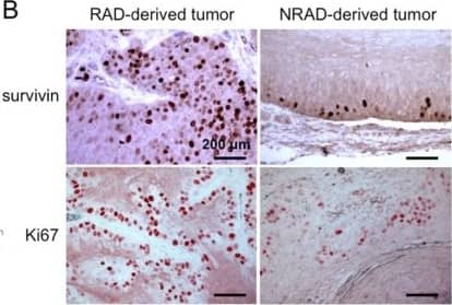 Survivin Antibody - BSA Free
