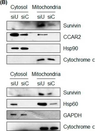 Survivin Antibody - BSA Free