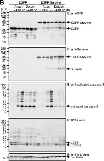 Survivin Antibody - BSA Free