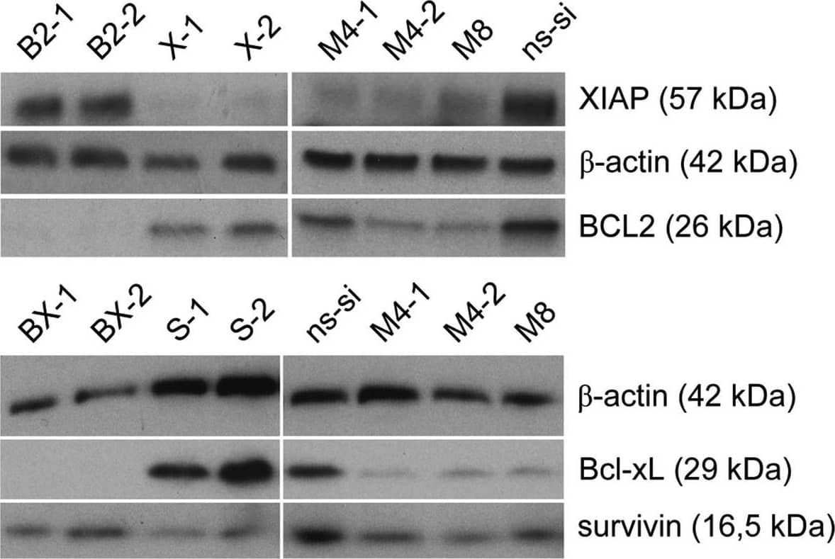 Survivin Antibody - BSA Free