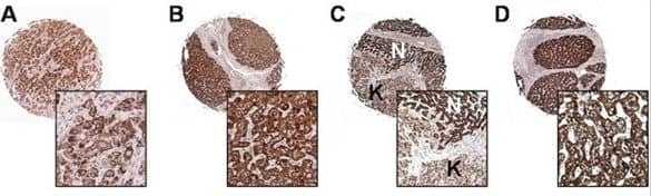 Survivin Antibody - BSA Free