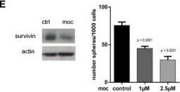 Survivin Antibody - BSA Free