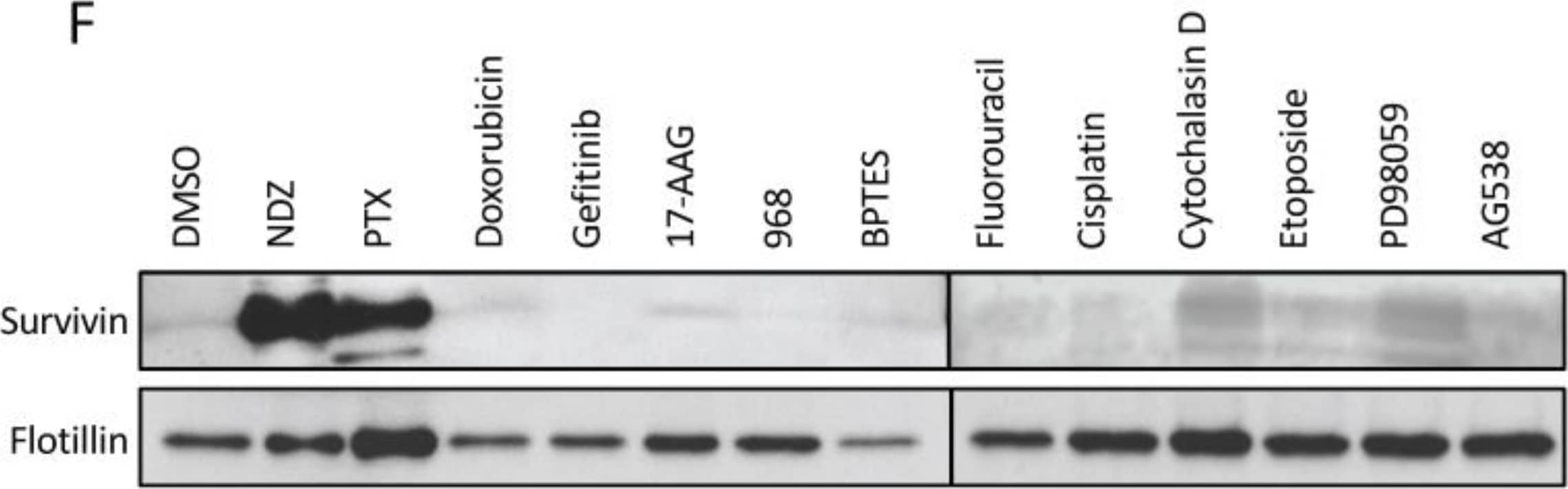 Survivin Antibody - BSA Free