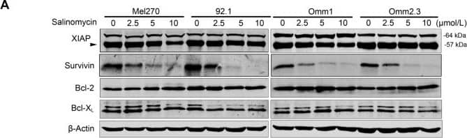Survivin Antibody - BSA Free